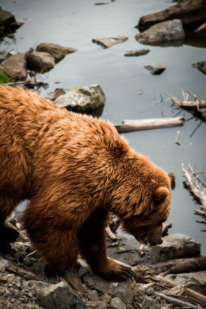 Alaska.Bears-2936