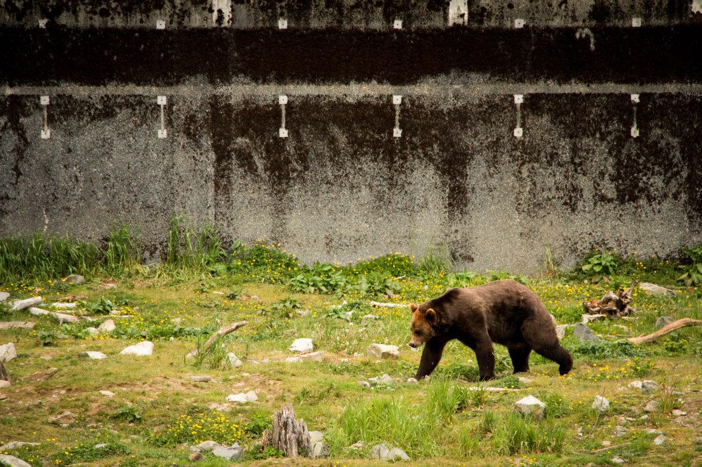 And Bears, Oh&nbsp;My