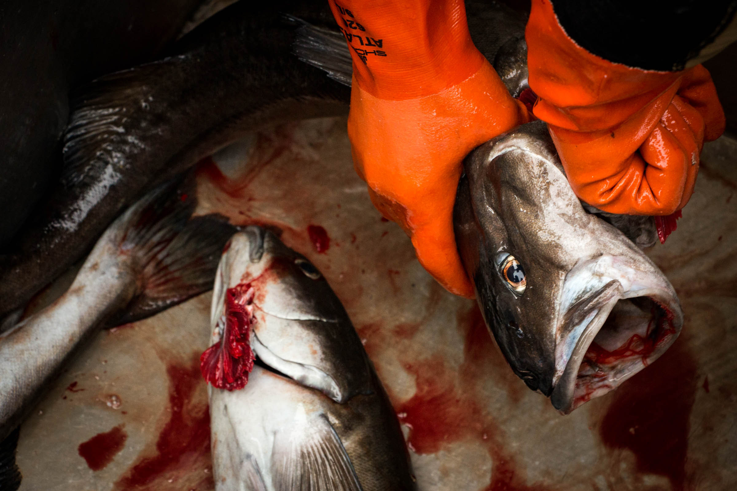Alaska Fishing