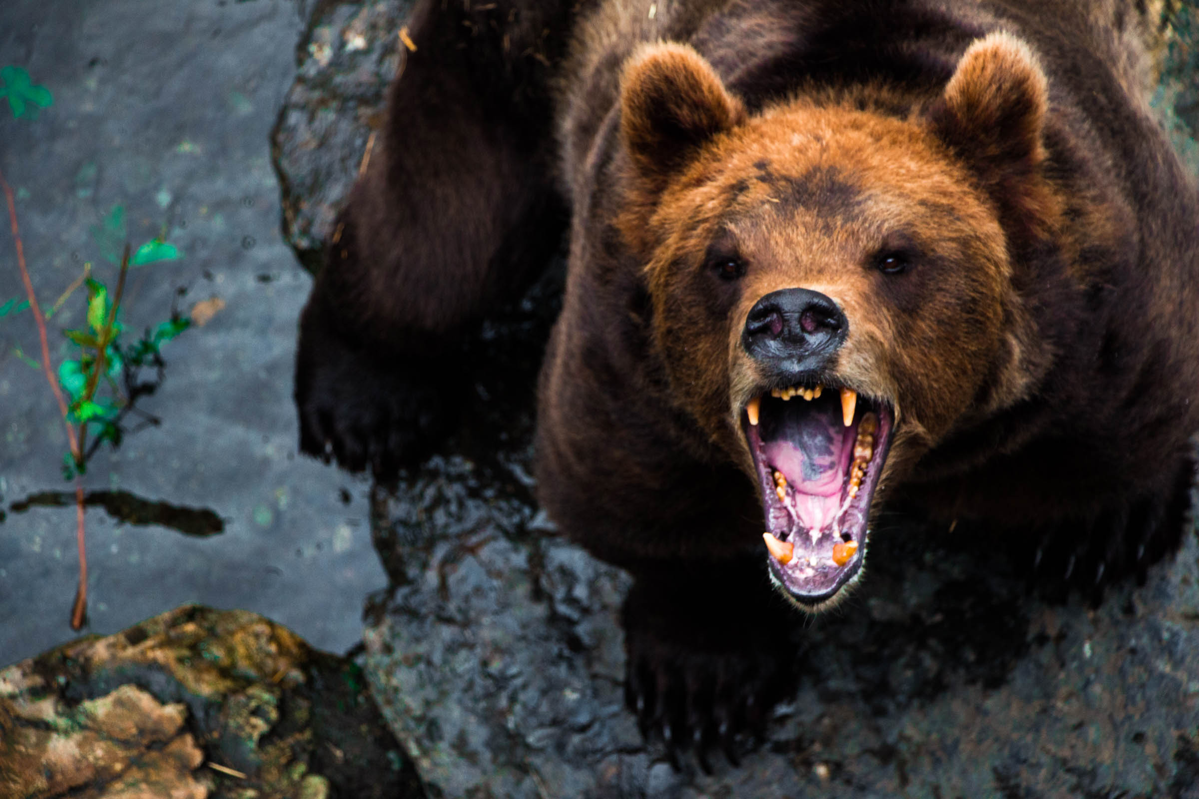 Fortress of the Bear