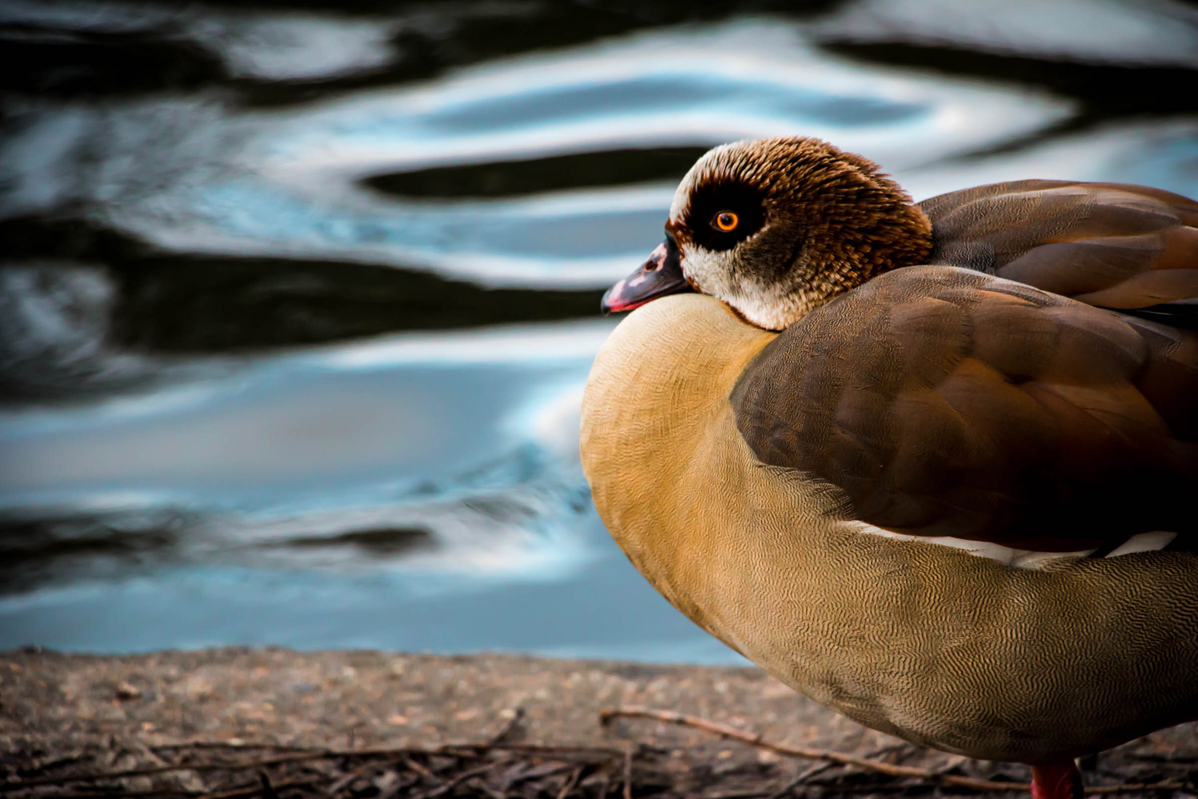 Regent's Park Waterfowl