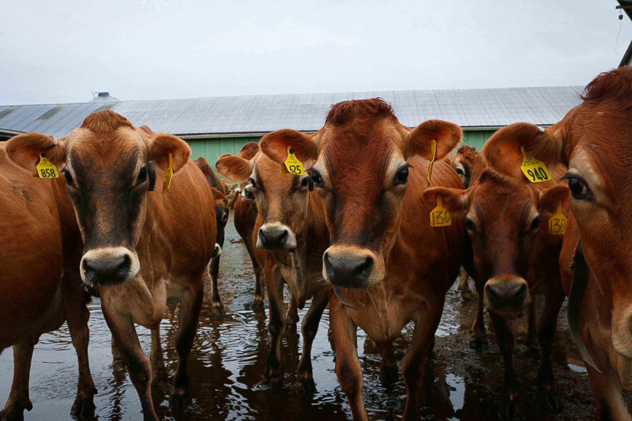 Twin Brook Creamery Cows