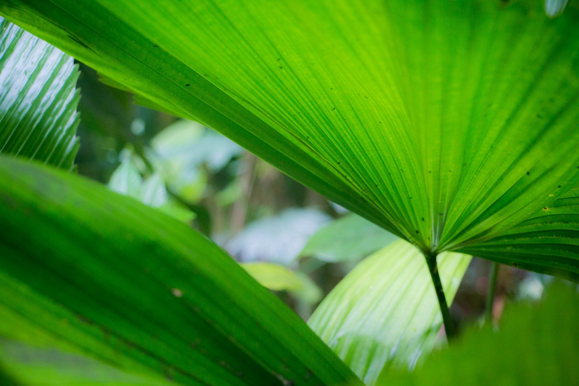 KesiaLee.Hawaii-4