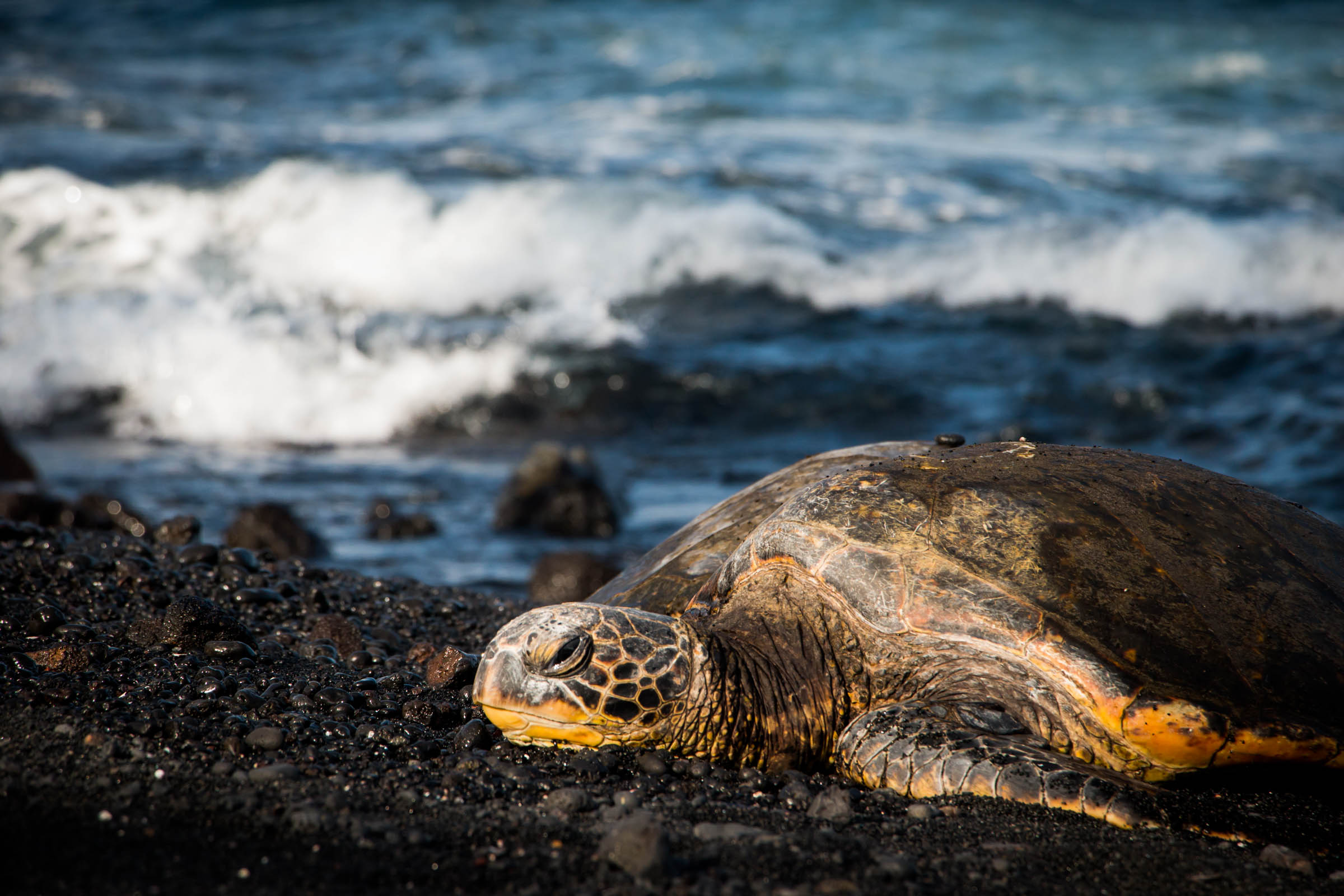 KesiaLee.Hawaii-5