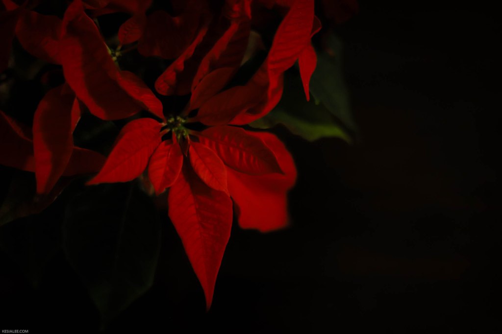 Sacred Season, Hope