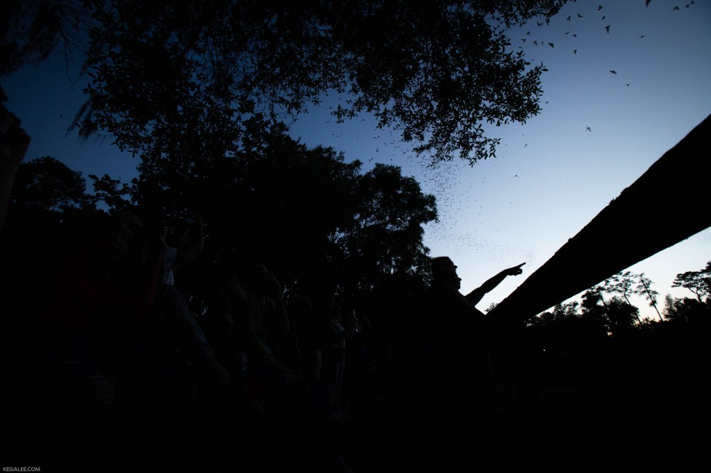 A silhouette of a hand points at a swarm of bats flying through the sky.
