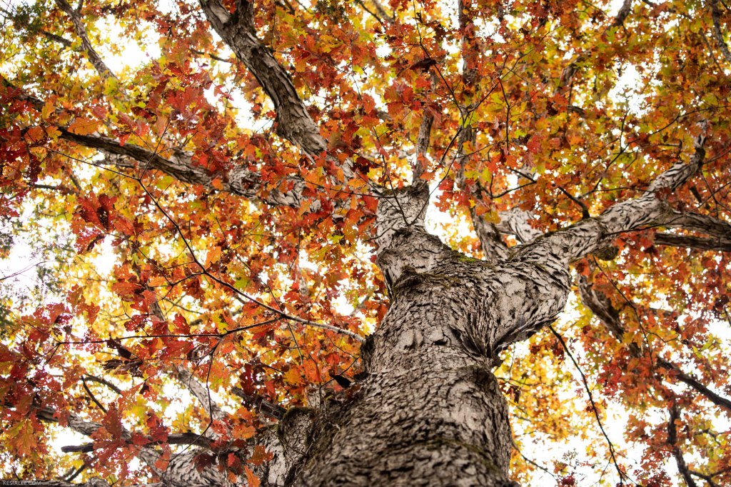 A Thanksgiving Blessing for the Yellow&nbsp;House